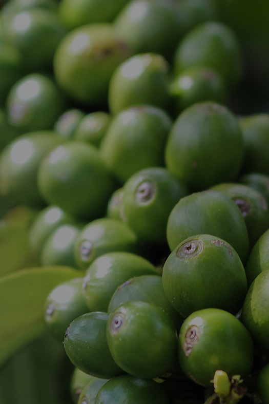 Barista Pouring Coffee